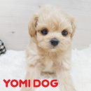 댕댕애견 이미지