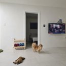 스테이 루비 이미지