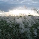 삼락강변공원 이미지