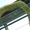 여우꼬리 이미지