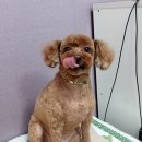 펫피파니 이미지