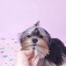 루시드 리엔 이미지