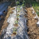 두식농원 이미지