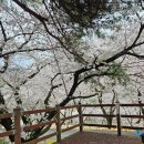 삼랑진양수발전소 | 김해 벚꽃 명소 밀양 삼랑진 양수발전소 홍보관 주차장 안태공원 벚꽃 포토존 실시간