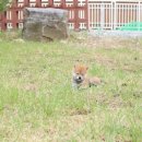 포시바(For Shiba) 이미지