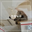 [일상일기]3개월에 걸친 아파트 윗집 누수 천장 누수 곰팡이 일배책 보험 공사 후기