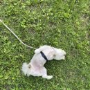 킨텍스꿈동물병원 이미지