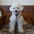 원더플독 이미지