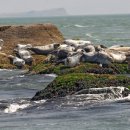 점박이 물범가족 이미지