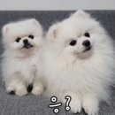 갸우뚱