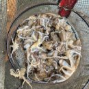 백호좌대 이미지