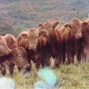 박영애농장 이미지