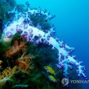 그루밍제주 이미지