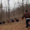 전남흑염소농장 이미지