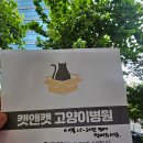 캣앤캣 고양이 병원 이미지