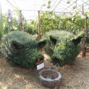 황금돼지PC 이미지