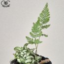 캠플랜트
