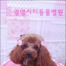 광명시티동물병원 이미지