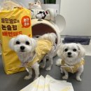 강아지 배변패드 추천 (블랑블랑 배변패드 후기)
