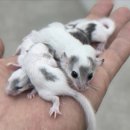펫엔글라이더본점&로던트클럽 광주 네이버블로그