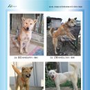 소라광고 Daum카페