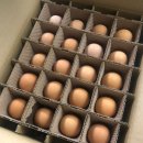 유나네 자연숲 농장 | 6시내고향 유정란 달걀 계란 택배 주문 연천 유나네자연숲농장