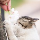 낭만고양이 이미지