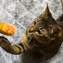 고양이발바닥 이미지