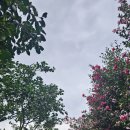 카멜리아한의원 이미지