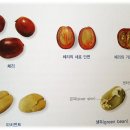 체리콩커피 이미지