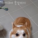 내야내야 똥강아지 이미지