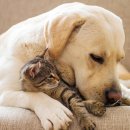 뉴월드동물병원 이미지