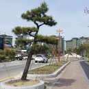 해송과 바다 이미지