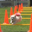 수요 가죽 아트 이미지