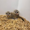 펫엔글라이더 대전점 이미지