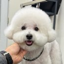 대견하개 이미지