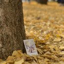 아산시-2020-010 | 늦가을 콧바람💛 아산 은행나무길, 신정호공원