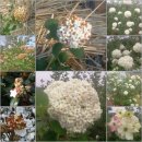 산들바람찐빵 이미지