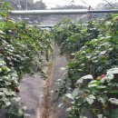 솔안농장 이미지