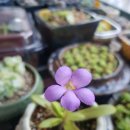 강아지봄 이미지