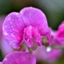 스위트피(Sweet Pea)