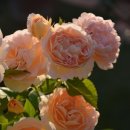 귀여워, 댕댕이 이미지