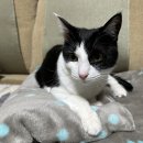 두리그루밍 이미지