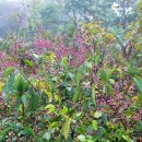 팔공산 하늘정원 이미지