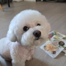 강아지삼촌 | 강아지 장 트러블 예방! HACCP 인증 간식삼촌 유산균 간식 후기