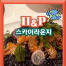 에이치앤피 스카이카페