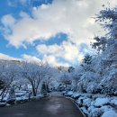 강화군 티앤림 자연휴양림 | 2026년 강화 "석모도 자연 휴양림" 후기- "국수산 8인실" 그리고 고양이들,,,,