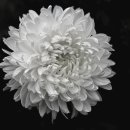 삼가-23 네이버블로그