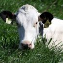 삼성조류 이미지