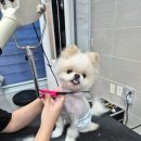 멍멍컷 | 김두부 포메 곰돌이컷 블루멍멍후기